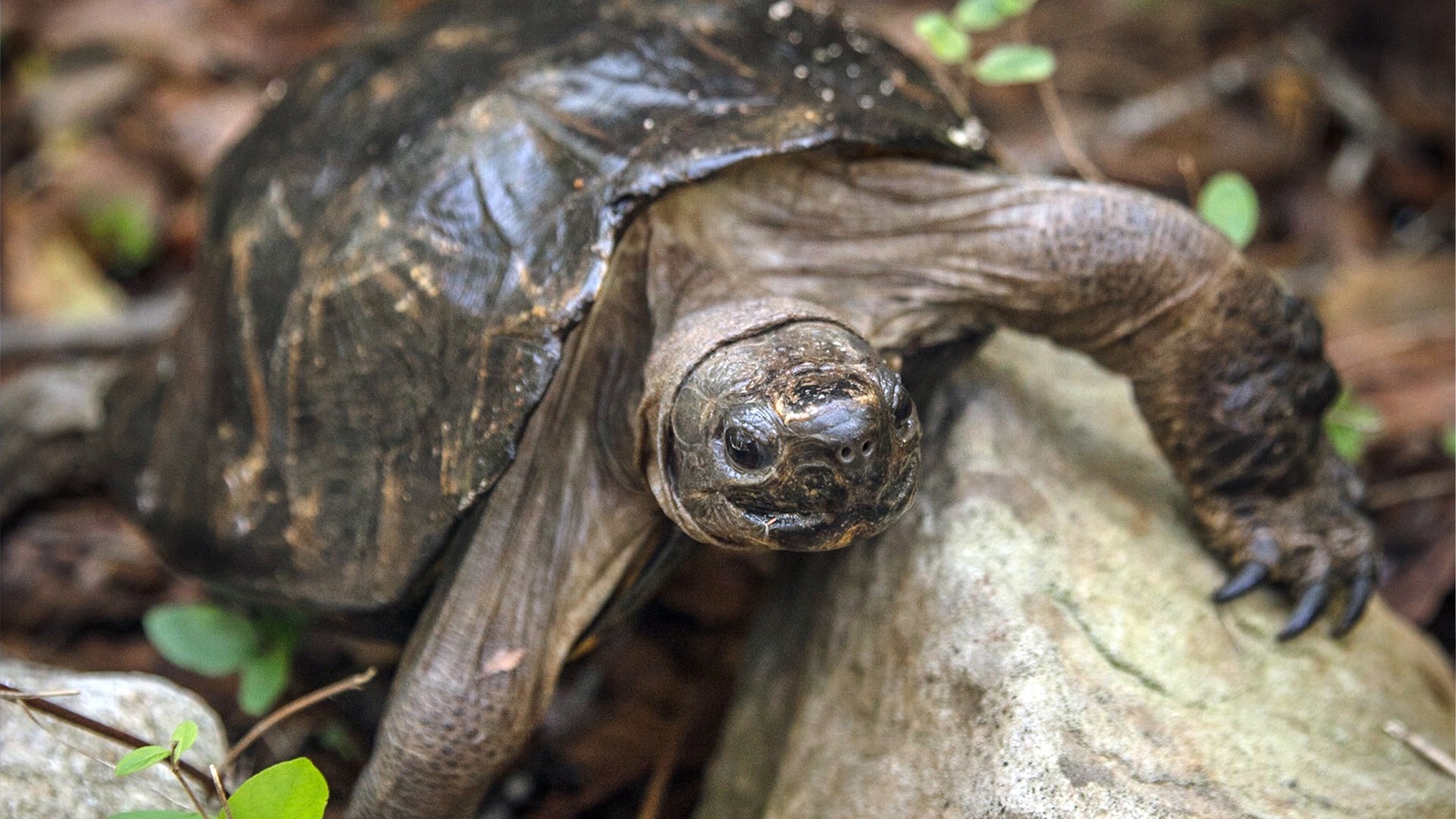 Arakan Forest Turtle_Heosemys depressa_Instagram_Steven Ives 2500