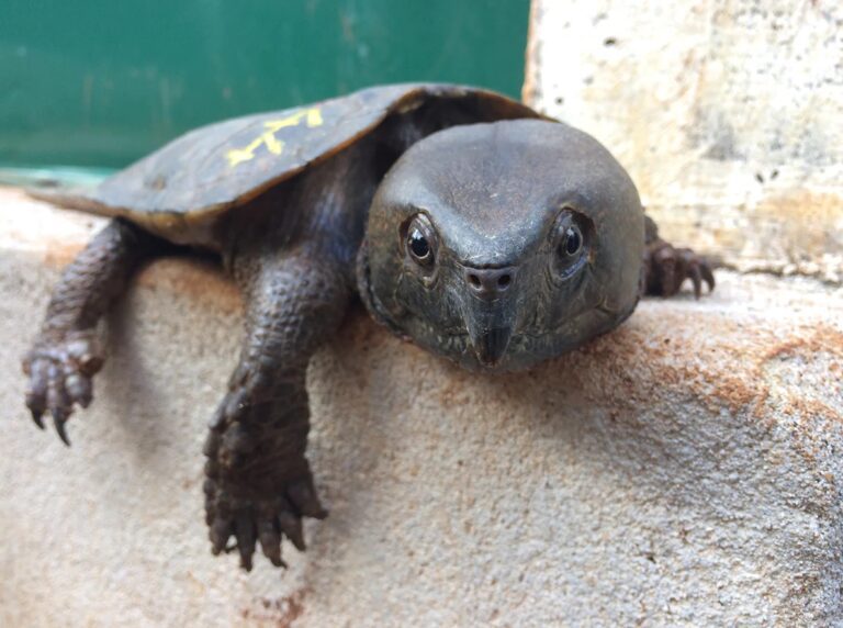 Big-headed_Turtle_Platysternon_megacephalum_juvenile_from_2016_confiscation_on_concrete_slab_Clinton_Doak