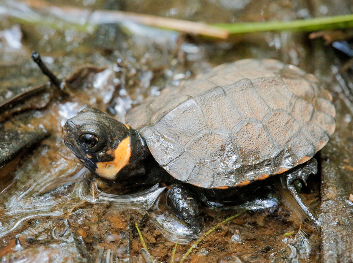 Bog-Turtle_Glyptemys-muhlenbergii_Hatchling-in-shallow-water-in-North-Carolina_Mike-Knoerr