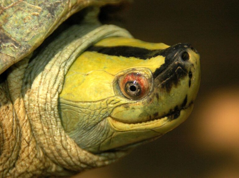 Burmese_Roofed_Turtle_Batagur_trivittata_Adult_male_exhibiting_bright_green_head_Brian_Horne