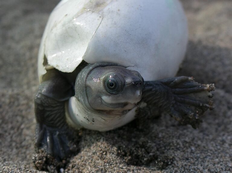 Burmese_Roofed_Turtle_Batagur_trivittata_hatchling_emerging_from_shell_on_sand_looking_at_viewer_Myo_Min_Win