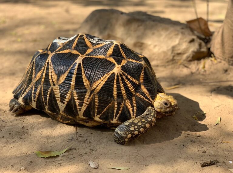 Burmese_Star_Tortoise_Geochelone_platynota_adult_at_Lawkanandar_Wildlife_Sanctuary_breeding_colony_Nathan_Haislip_1
