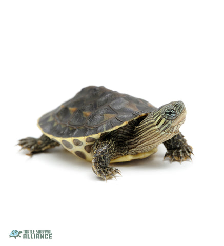 Chinese_Stripe-necked_Turtle_Mauremys_sinensis_Instagram_Licensed_480x480