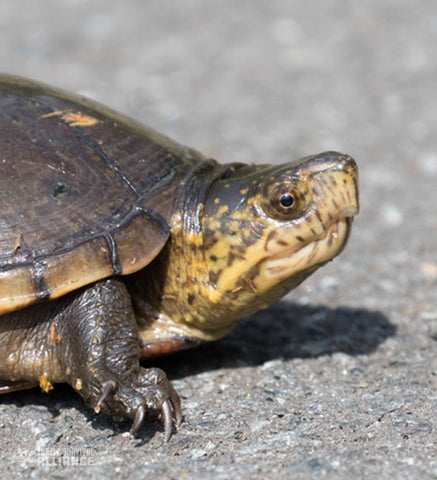 Eastern_Mud_Turtle_Kinosternon_subrubrum_Instagram_Mark_Johnson_480x480