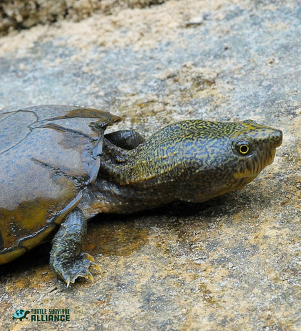 Flattened_Musk_Turtle_Sternotherus_depressus_Instagram_James_Godwin_480x480