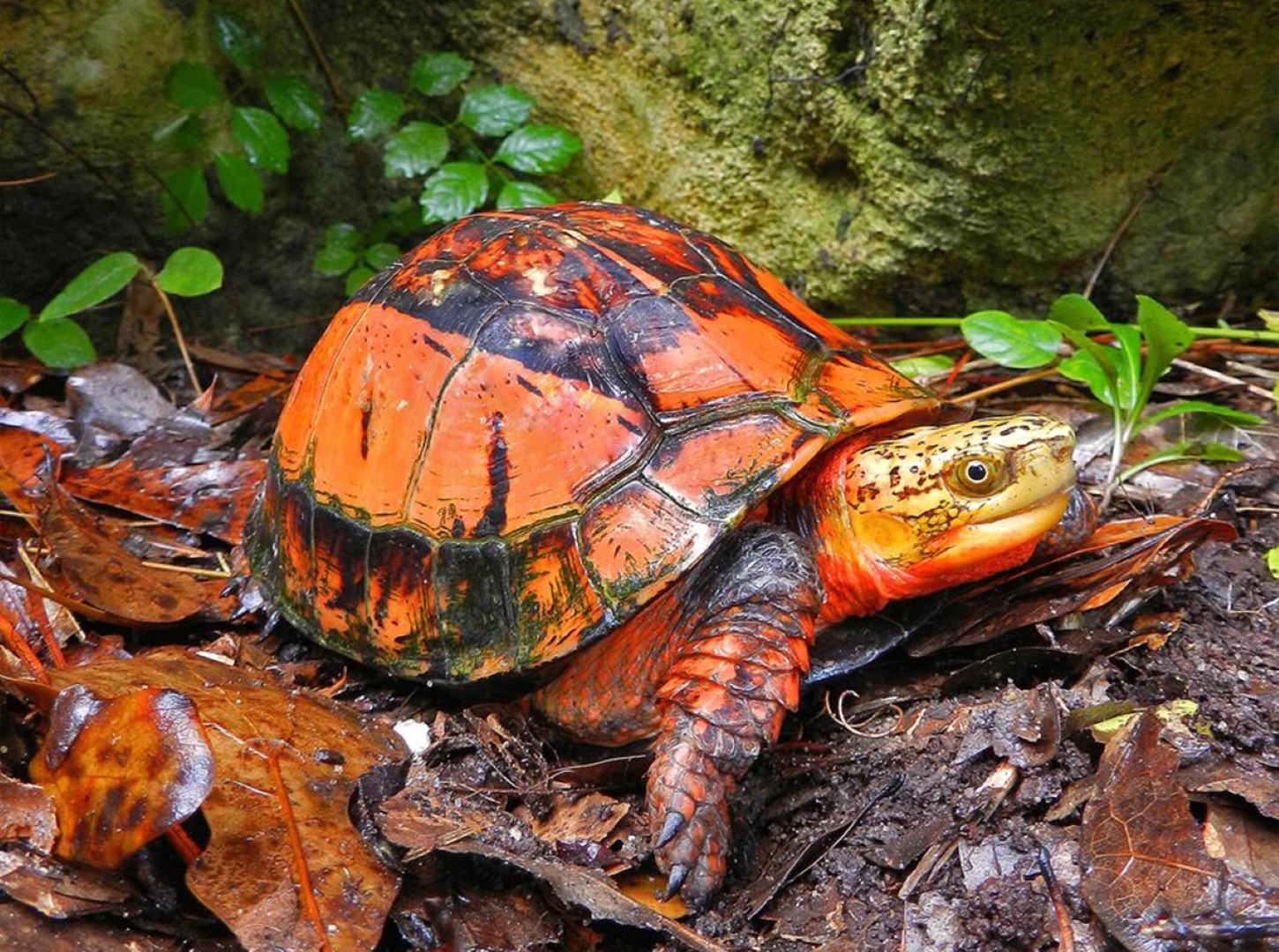 Indochinese Box Turtle_Cuora galbinifrons_Brightly colored adult on forest floor_Cris Hagen