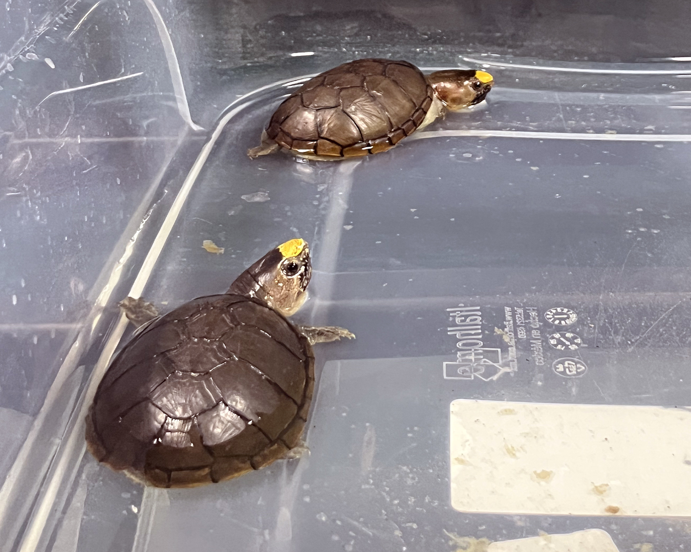 Kinosternon vogti_Andrew Walde