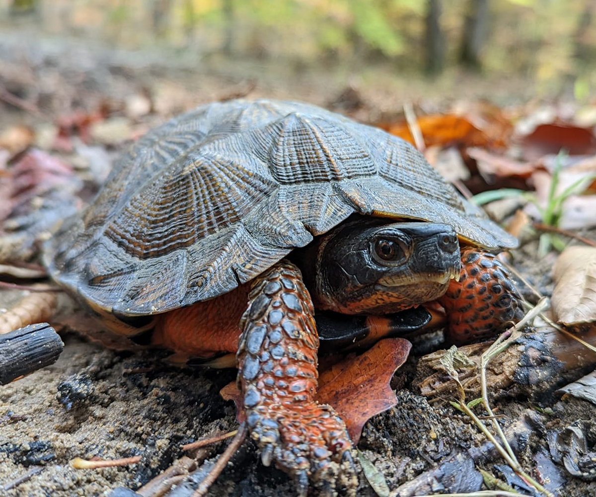 NA-Wood-Turtle_Glyptemys-insculpta_Female-marked-during-autumn-surveys_Miranda-McCleaf_2022