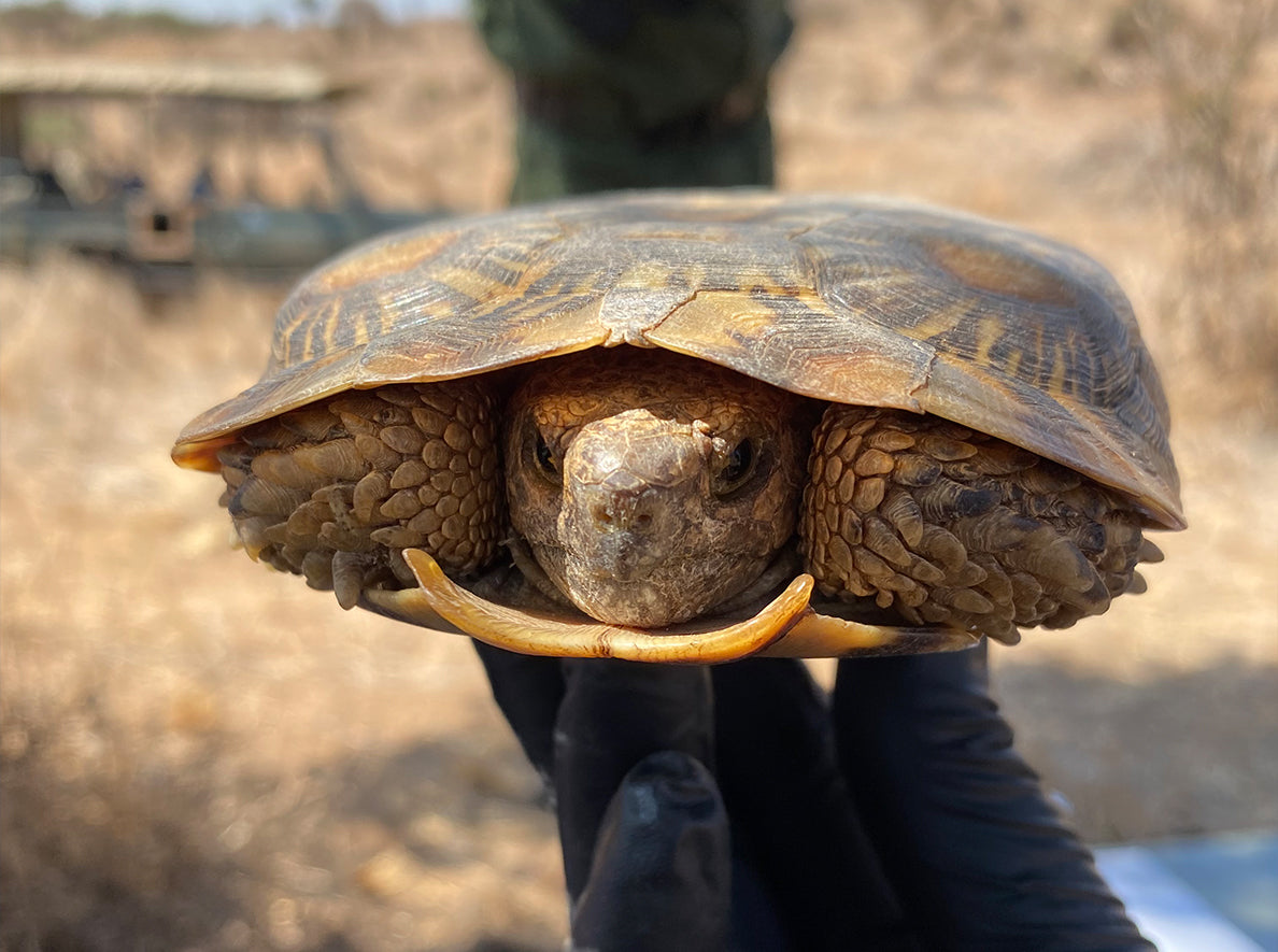 Pancake_Tortoise_Malacochersus_tornieri_Front_view_of_a_colorful_adult_Lewa_Research_Department
