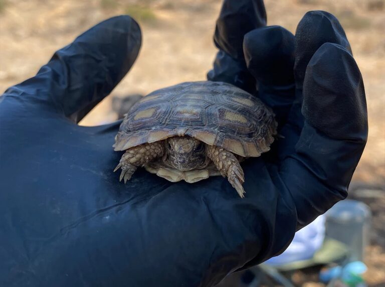 Pancake_Tortoise_Malacochersus_tornieri_Juvenile_in_gloved_hand_Lewa_Research_Department