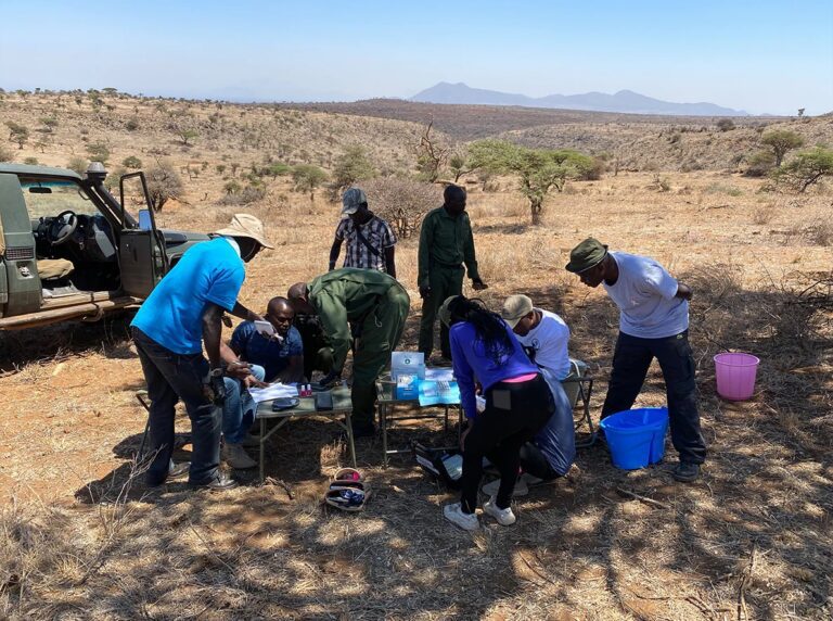 Pancake_Tortoise_Malacochersus_tornieri_Research_team_in_the_field_at_tortoise_processing_station_Lewa_Research_Department