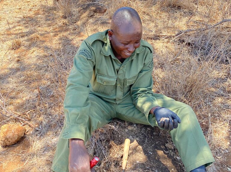 Pancake_Tortoise_Malacochersus_tornieri_Suberi_Letoki_holds_a_juvenile_tortoise_while_sitting_on_the_ground_Lewa_Research_Department