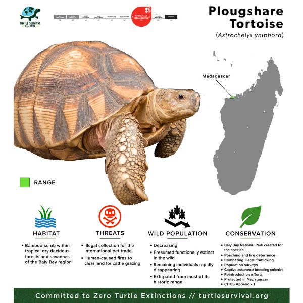 plougshare infographic