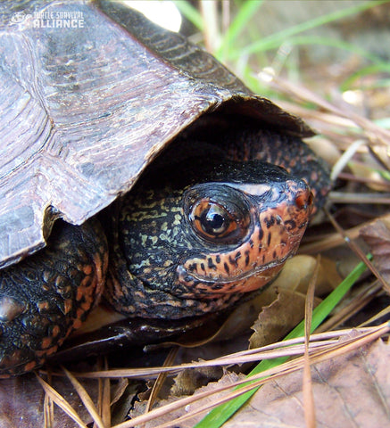 Red-necked_Pond_Turtle_Mauremys_nigricans_Instagram_Cris_Hagen_480x480