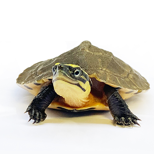Southeast Asian Box Turtle_Cuora amboinensis_Instagram_Jordan Gray sq