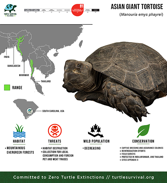 Species Spotlight Infographic_Asian Giant Tortoise small
