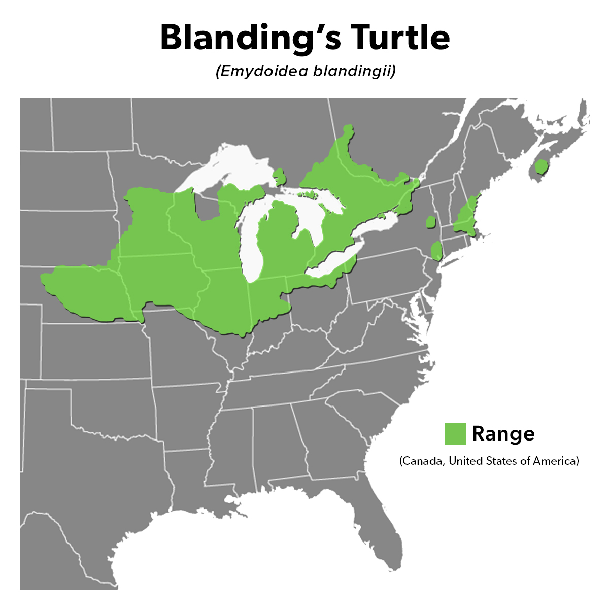 Species Spotlight Infographic_Blanding's Turtle