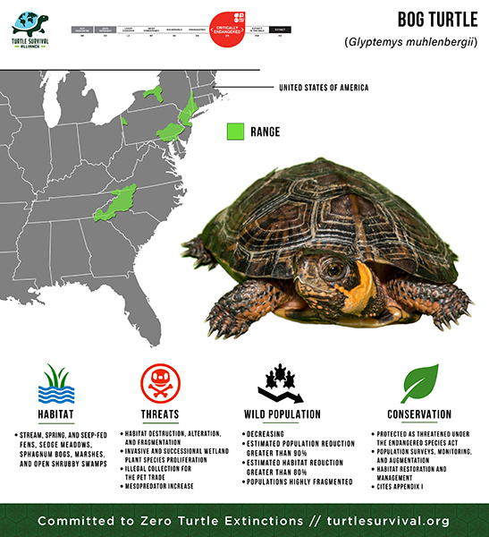 Species Spotlight Infographic_Bog Turtle copy 2