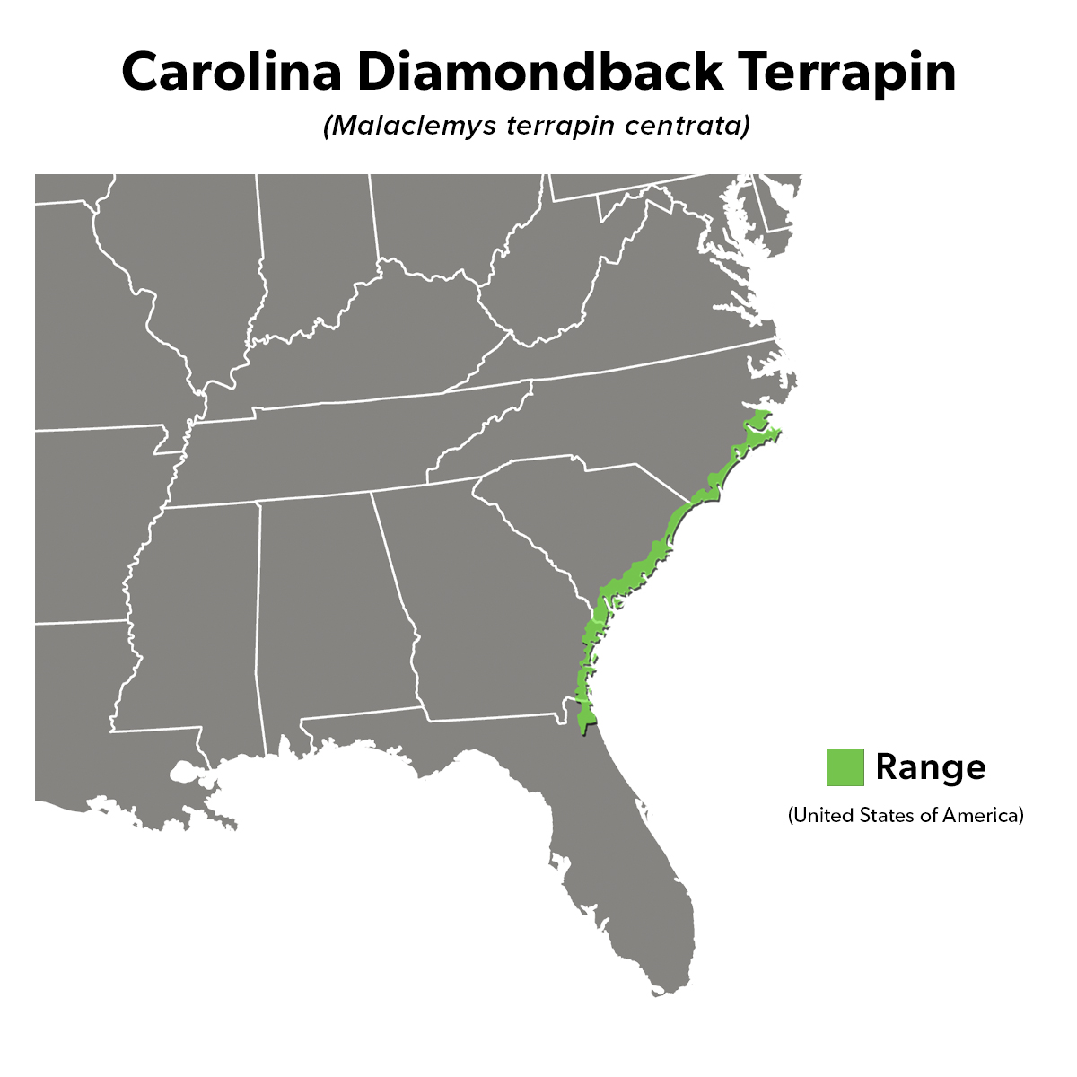 Species Spotlight Infographic_Carolina Diamondback Terrapin