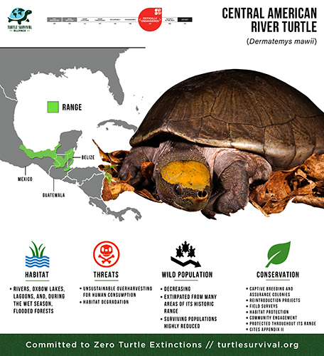 Species Spotlight Infographic_Central American River Turtle 500
