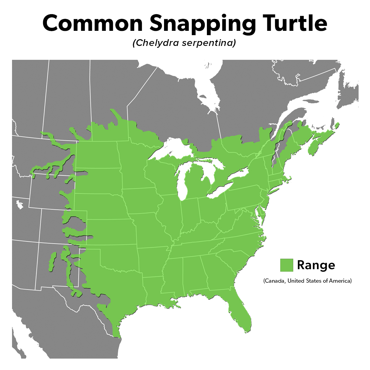 Species Spotlight Infographic_Common Snapping Turtle