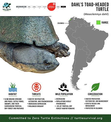 Species Spotlight Infographic_Dahl's Toad-headed Turtle 500