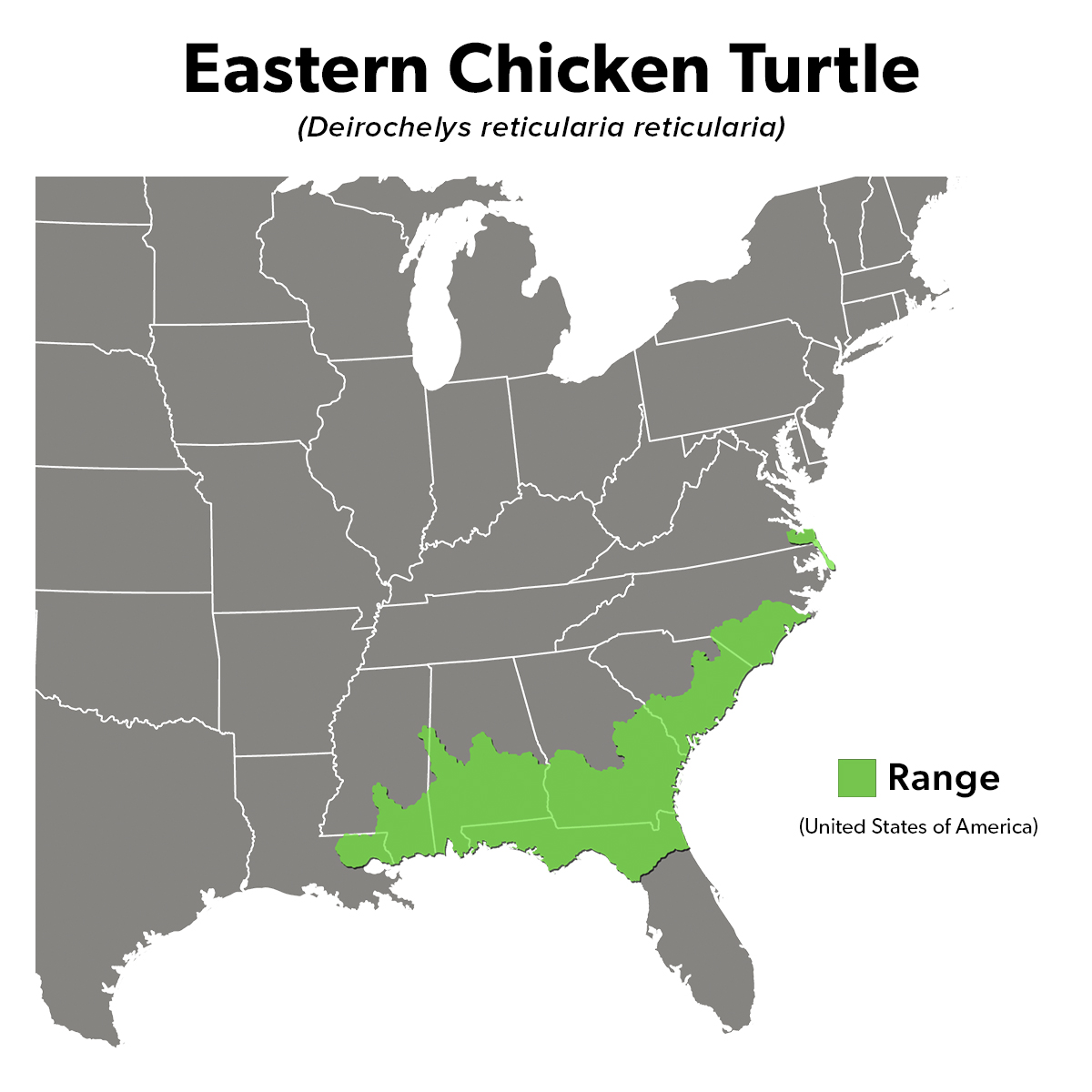 Species Spotlight Infographic_Eastern Chicken Turtle