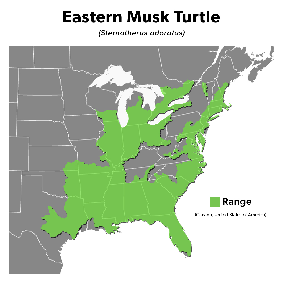 Species Spotlight Infographic_Eastern Musk Turtle