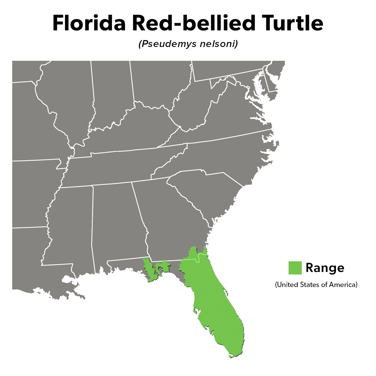 Species Spotlight Infographic_Florida Red-bellied Turtle