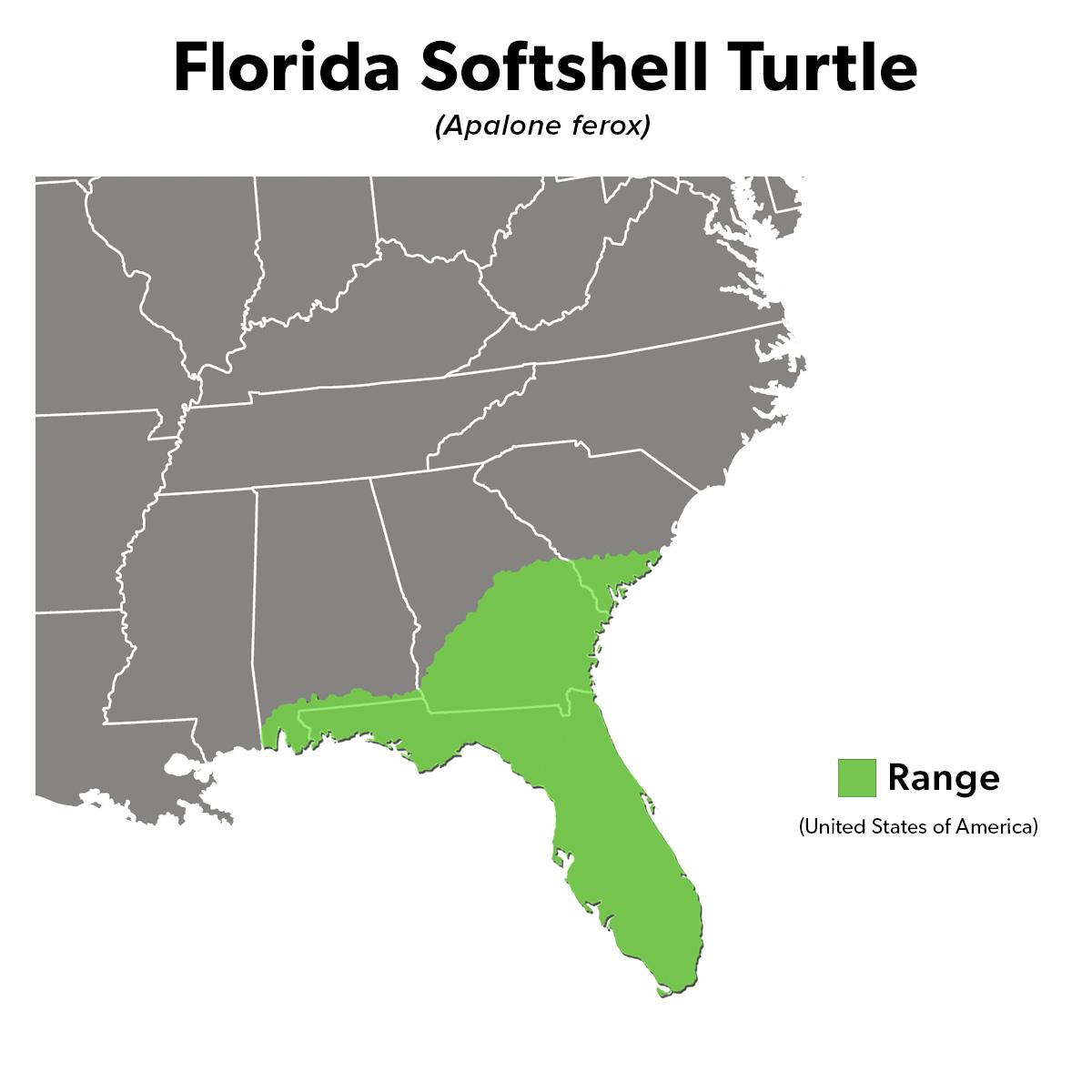 Species Spotlight Infographic_Florida Softshell Turtle