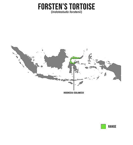 Species Spotlight Infographic_Forsten's Tortoise