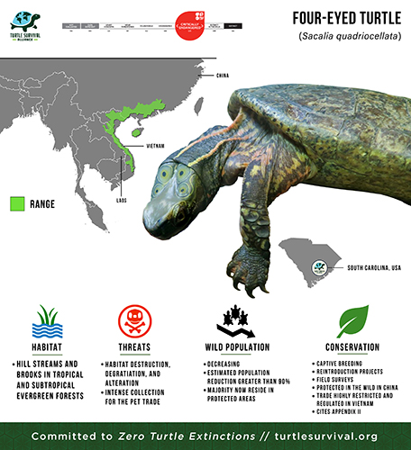 Species Spotlight Infographic_Four-eyed Turtle small