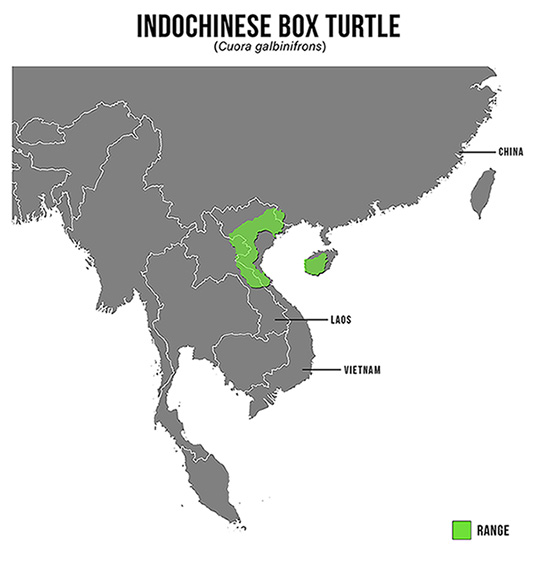 Species Spotlight Infographic_Indochinese Box Turtle
