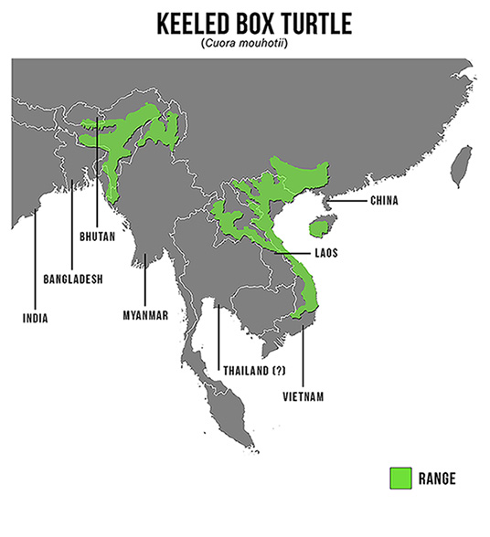 Species Spotlight Infographic_Keeled Box Turtle