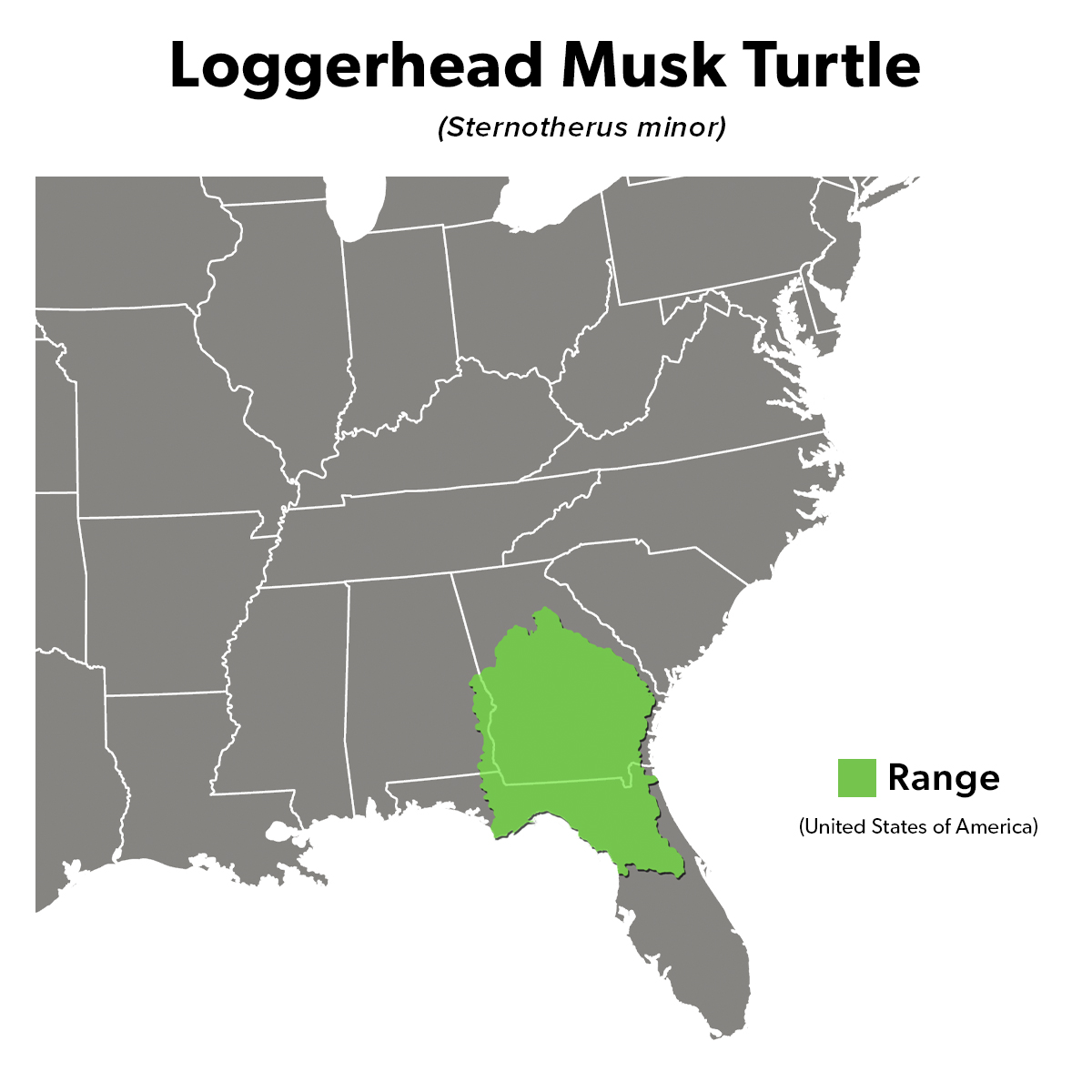 Species Spotlight Infographic_Loggerhead Musk Turtle