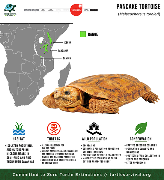 Species Spotlight Infographic_Pancake Tortoise thumb