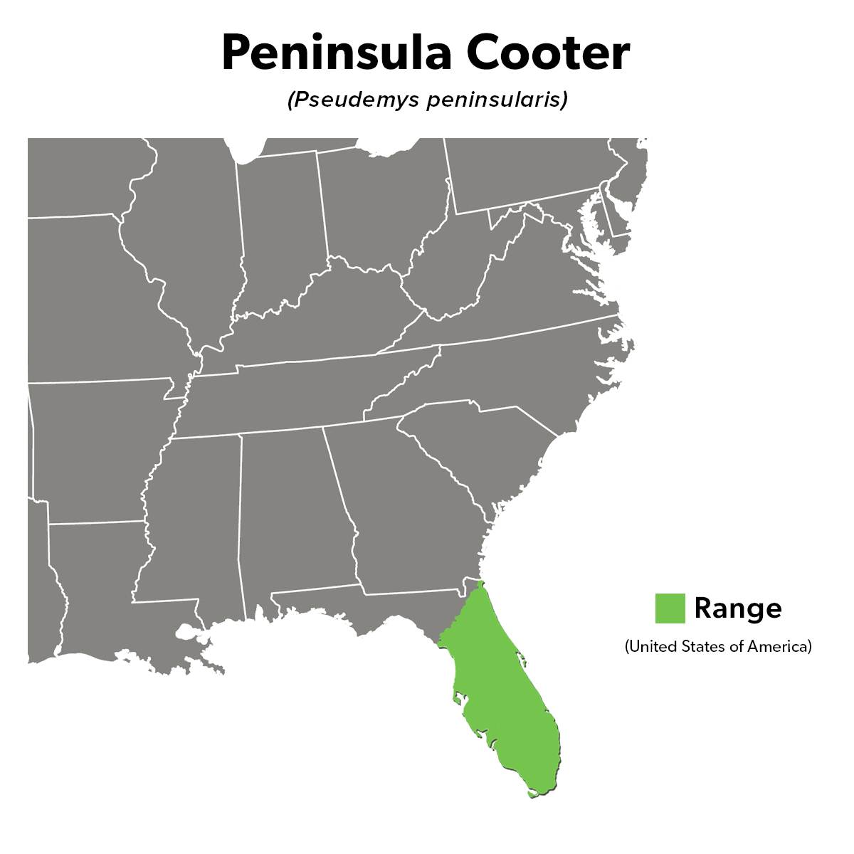 Species Spotlight Infographic_Peninsula Cooter