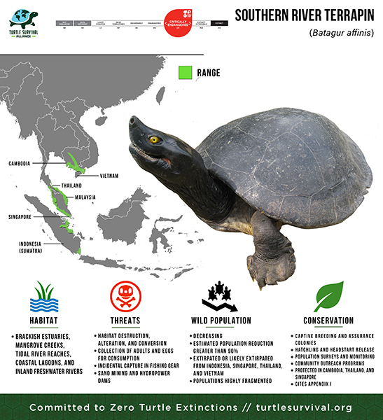 Species Spotlight Infographic_Southern River Terrapin copy (1) copy