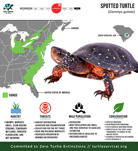 Species Spotlight Infographic_Spotted Turtle 500