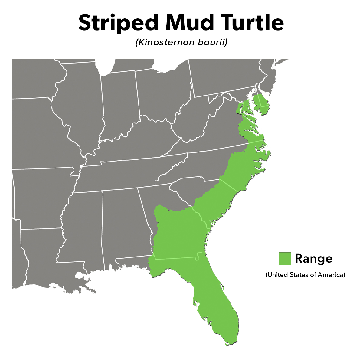 Species Spotlight Infographic_Striped Mud Turtle
