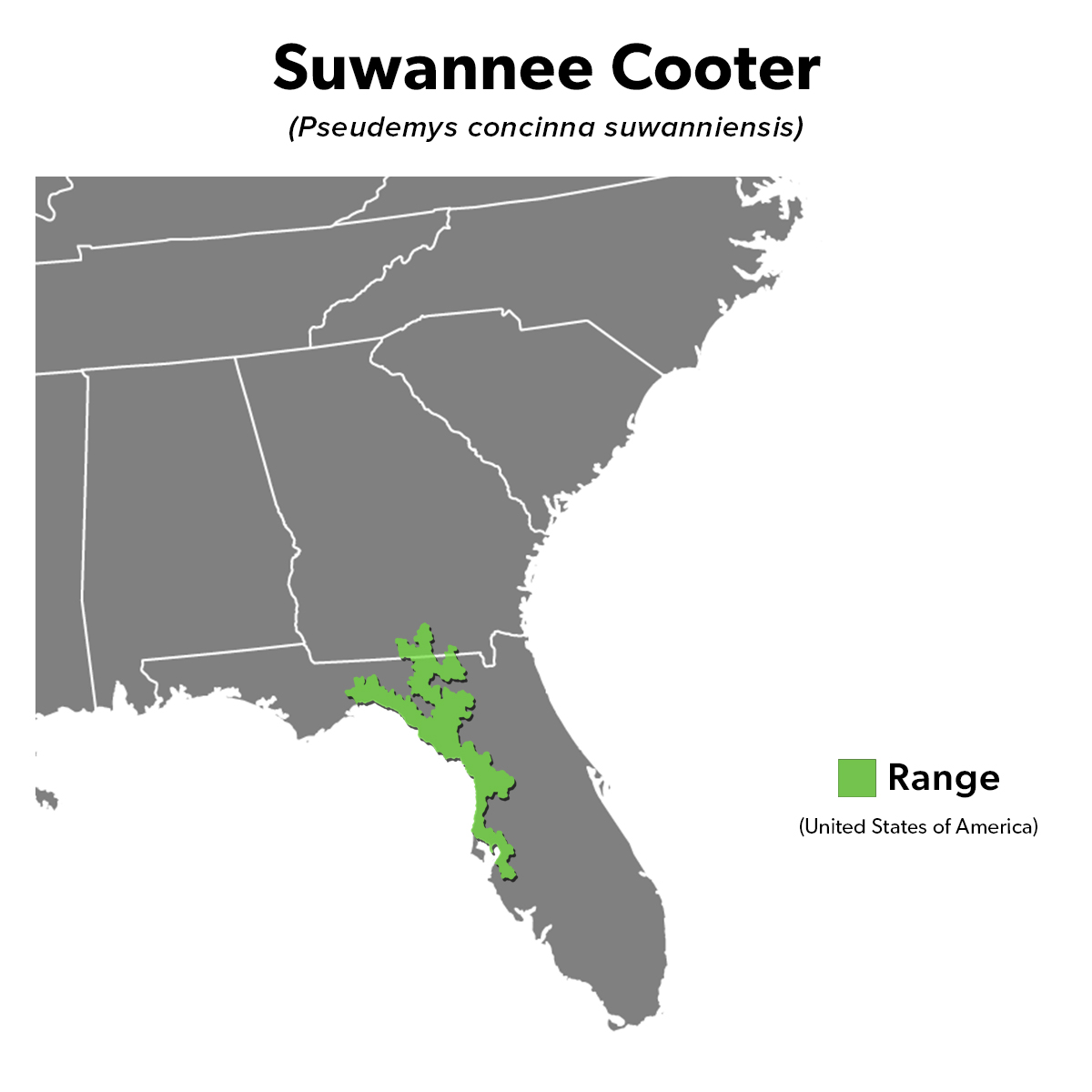 Species Spotlight Infographic_Suwanee Cooter
