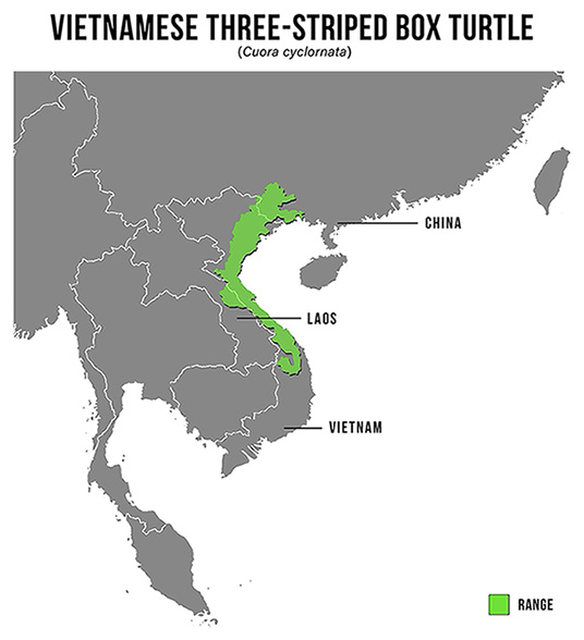 Species Spotlight Infographic_Vietnamese Three-striped Box Turtle
