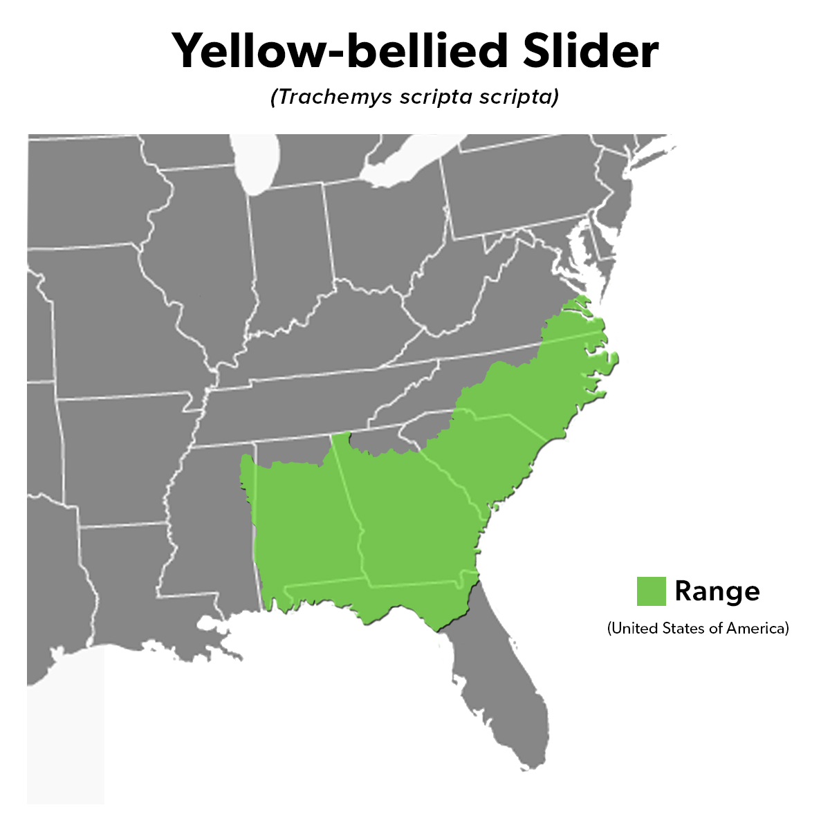 Species Spotlight Infographic_Yellow-Bellied Slider