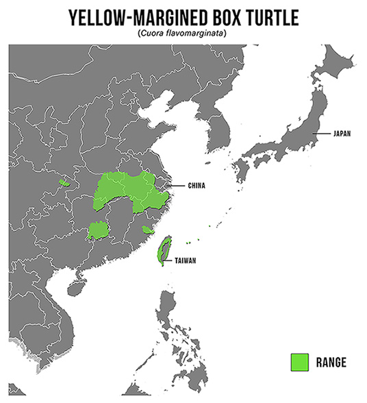 Species Spotlight Infographic_Yellow-margined Box Turtle
