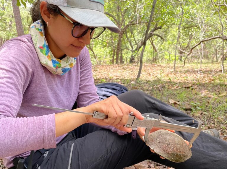 Spotted_Box_Turtle_Terrapene_nelsoni_Alejandra_Monsivais_measuring_turtle_Taggert_Butterfield