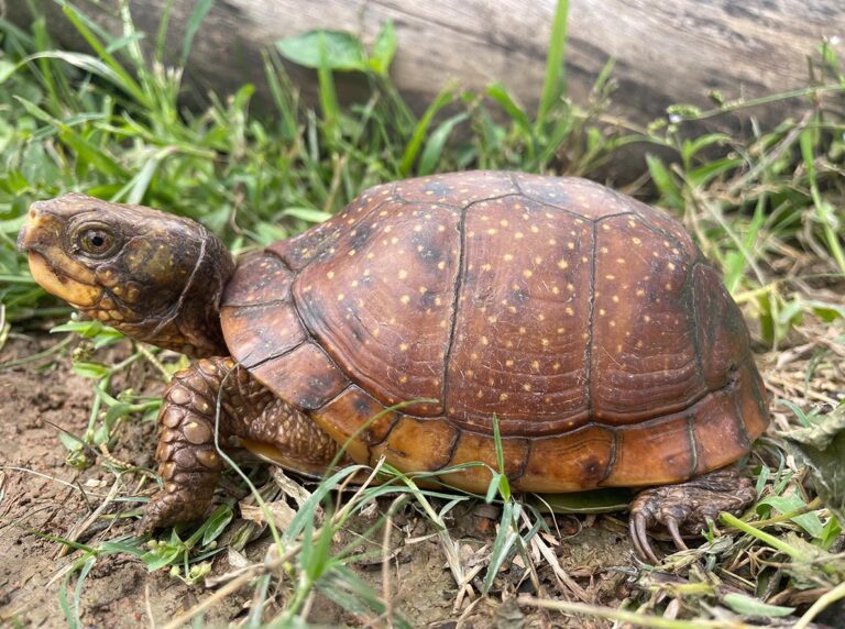 Spotted_Box_Turtle_Terrapene_nelsoni_Female_in_nature_Taggert_Butterfield