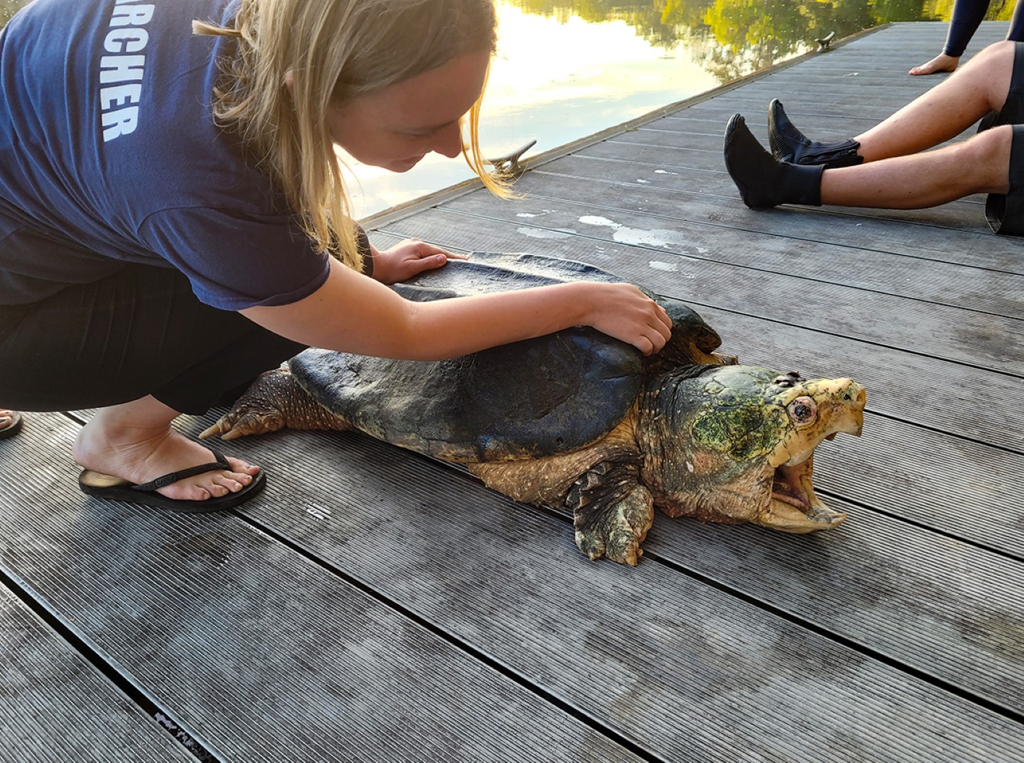 Suwannee Alligator Snapping Turtle_Macrochelys suwanniensis_Madeleine Morrison with adult male at Manatee Springs State Park_Brett Bartek