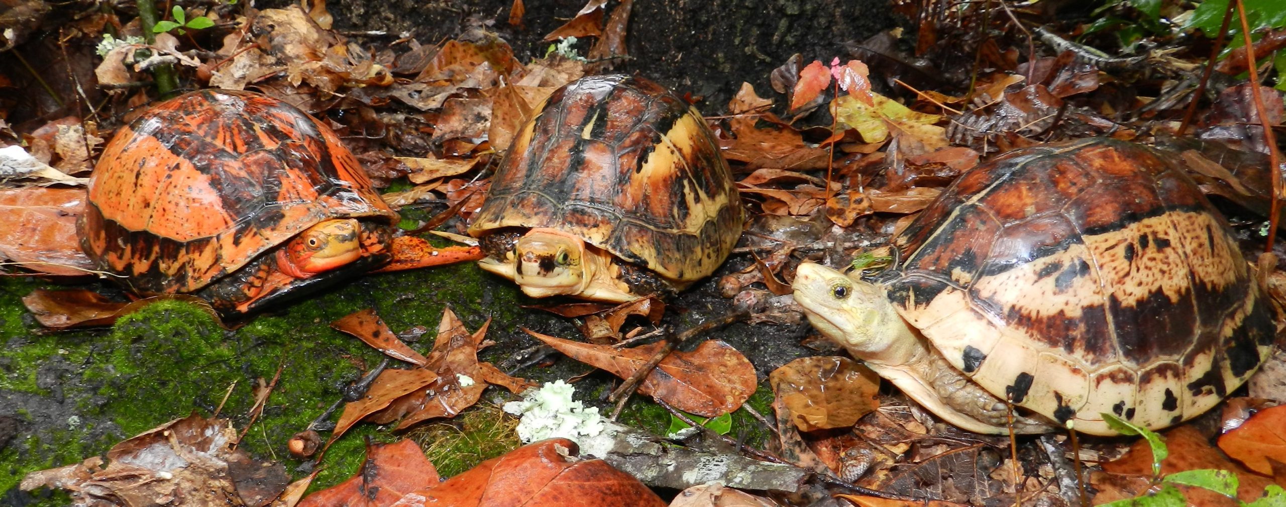 TSC_December_Update_banner_photo_Indochinese_Bourret_s_and_Southern_Vietnam_box_turtles_Cris_hagen
