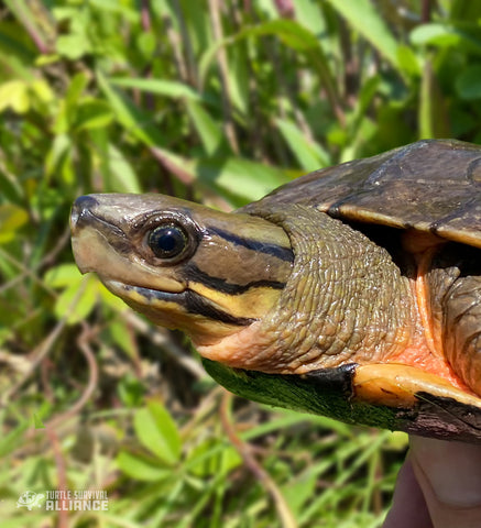 Vietnamese_Three-striped_Box_Turtle_Cuora_cylornata_Instagram_Jordan_Gray_480x480