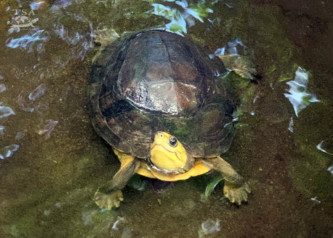 Yellow-headed_Box_Turtle_Cuora_aurocapitata_Turtle_in_water_at_TSC_Cris_Hagen_480x480